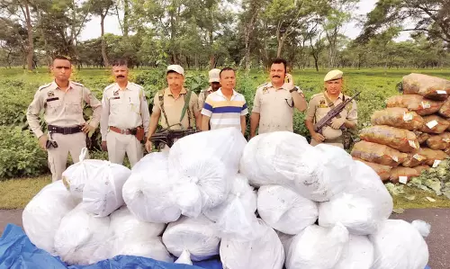 Assam : 314.68 किलोग्राम गांजा बरामद बिस्वनाथ पुलिस ने एक व्यक्ति को किया गिरफ्तार