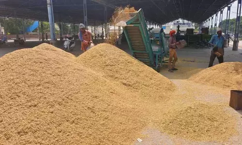 Punjab में धान की खरीद आज से