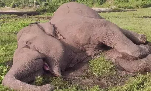 बैकुंठपुर वन अधिकारियों को Jalpaiguri में हाथी का शव मिला बैकुंठपुर वन अधिकारियों को Jalpaiguri में हाथी का शव मिला
