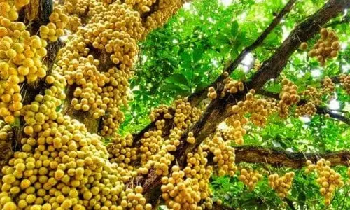 Arunachal के गांव ने 62 बर्मी अंगूर के पौधे लगाए