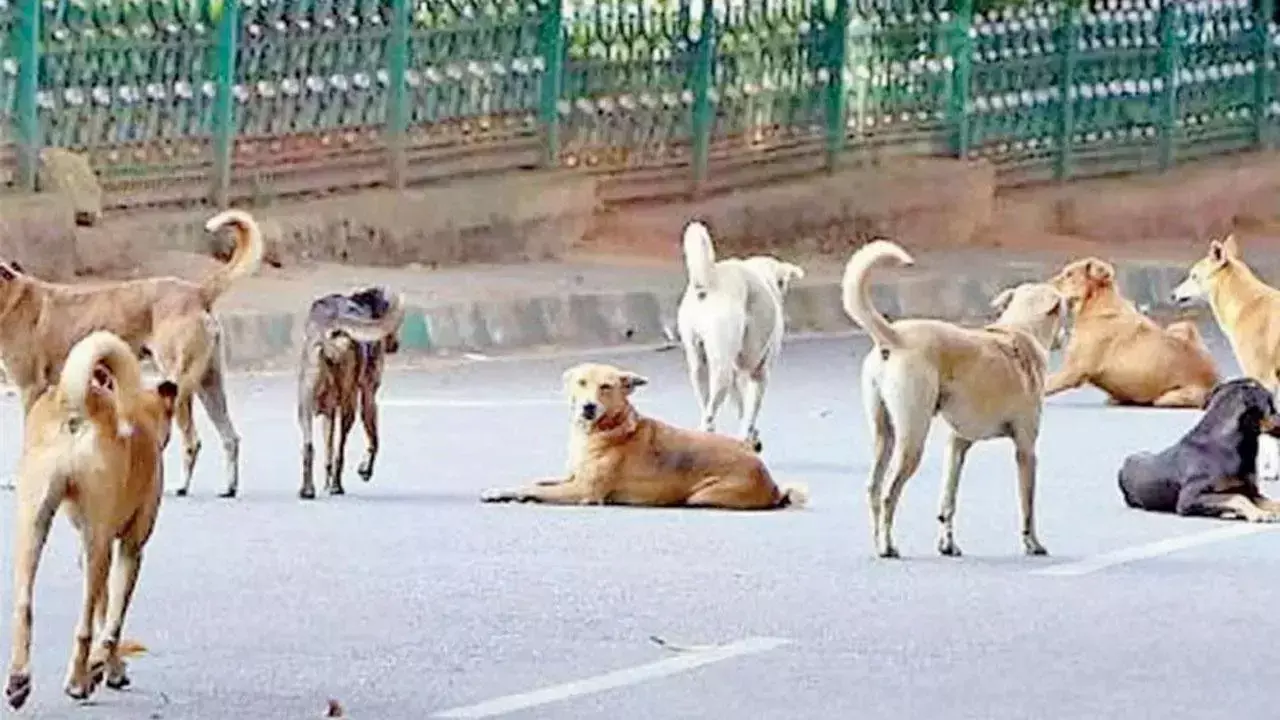 Madurai जिले में कुत्तों के काटने की घटनाएं बढ़ीं