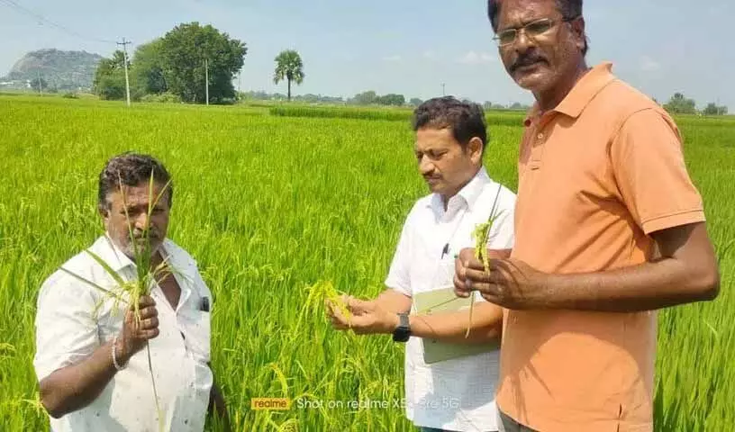 Karimnagar के किसान चिंतित, नकली बीजों से वनकालम की फसल को खतरा