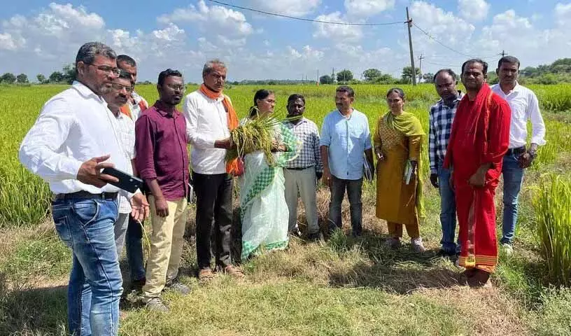 कृषि विश्वविद्यालय के वैज्ञानिकों ने Karimnagar में धान के खेतों का दौरा किया