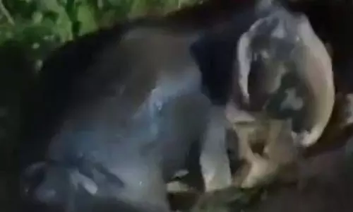 परित्यक्त कुएं से मादा जंबो को बचाया गया परित्यक्त कुएं से मादा जंबो को बचाया गया