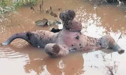 Odisha: बिजली का करंट लगने से हाथी की मौत, बछड़े का शव तालाब में मिला