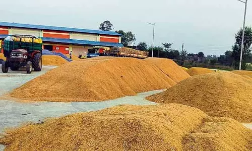 Kangra में कल से धान की खरीद शुरू होगी