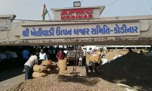 मूंगफली की बिक्री में सख्ती पूरी तरह खत्म, किसानों के हित में कोडिनार APMC का फैसला