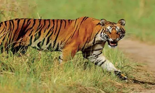 Maharashtra: चंद्रपुर में एक बाघ का बच्चा मृत पाया गया