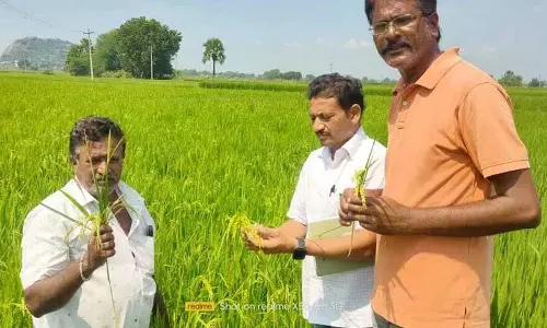 Karimnagar के किसान चिंतित, नकली बीजों से वनकालम की फसल को खतरा