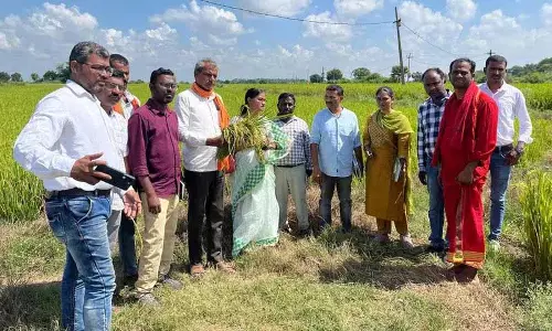 कृषि विश्वविद्यालय के वैज्ञानिकों ने Karimnagar में धान के खेतों का दौरा किया