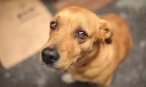 Mumbai: कुत्ते को पीट-पीटकर मार डालने के आरोप में व्यक्ति के खिलाफ FIR दर्ज की Mumbai: कुत्ते को पीट-पीटकर मार डालने के आरोप में व्यक्ति के खिलाफ FIR दर्ज की