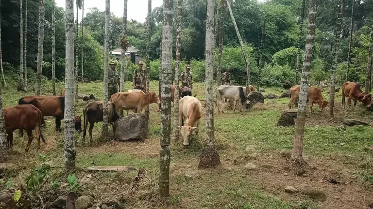 BSF ने मेघालय में मवेशी और चीनी तस्करी के प्रयास विफल किये BSF ने मेघालय में मवेशी और चीनी तस्करी के प्रयास विफल किये