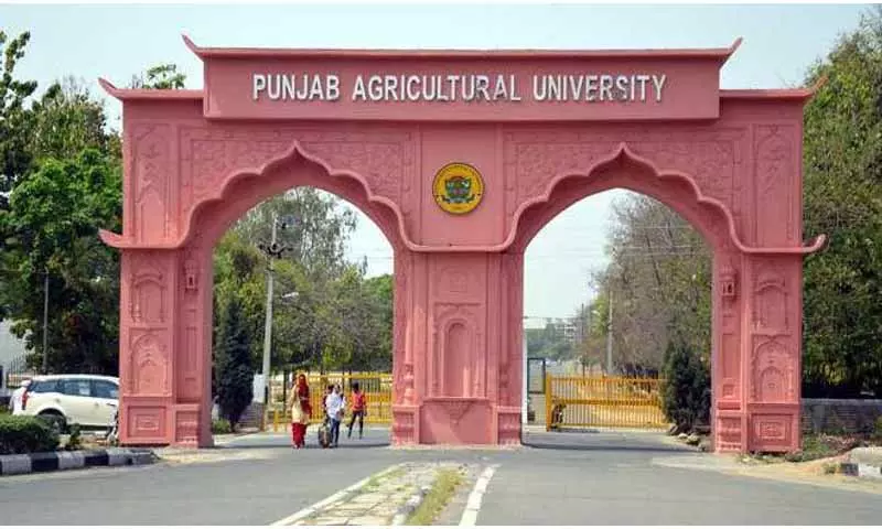 Punjab: वैज्ञानिकों से खेतों में आग रोकने के प्रयास बढ़ाने का आग्रह किया Punjab: वैज्ञानिकों से खेतों में आग रोकने के प्रयास बढ़ाने का आग्रह किया