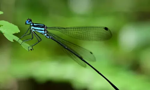 Kerala: मंजादिनिनविला में डैमसेल्फ़ाई की नई प्रजाति की खोज की गई