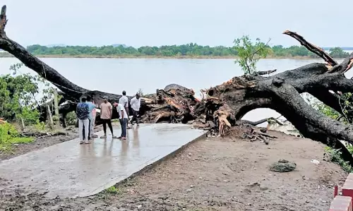 Andhra: पूर्वी गोदावरी जिले में उखड़े हुए ‘सिनेमा वृक्ष’ में जीवन के संकेत दिखे