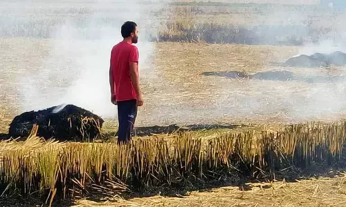 Punjab: राज्य में खेतों में आग लगने की 33 नई घटनाएं, मृतकों की संख्या 267 हुई
