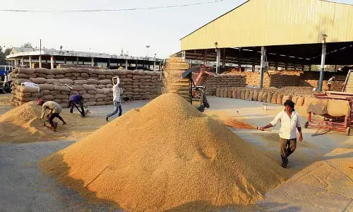 Jalandhar की अनाज मंडियों में 4,038 मीट्रिक टन धान की आवक