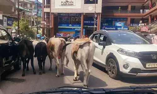 Himachal: आवारा पशुओं की समस्या का अभी तक कोई समाधान नहीं