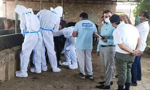 Jodhpur: कांगो फीवर से महिला मरीज की मौत हुई