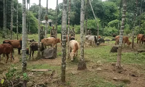 BSF ने मेघालय में मवेशी और चीनी तस्करी के प्रयास विफल किये BSF ने मेघालय में मवेशी और चीनी तस्करी के प्रयास विफल किये