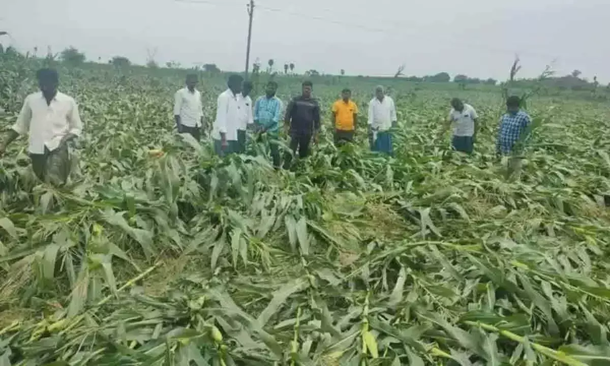 Telangana सरकार ने फसल नुकसान मुआवजे के लिए 80 करोड़ रुपये जारी किए