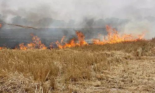 Punjab और पश्चिमी उत्तर प्रदेश में खेतों में आग लगने की घटनाओं में कमी