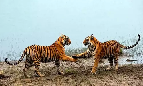 Odisha: सिमिलिपाल टाइगर रिजर्व में 4 महीने बाद वन्यजीव प्रेमियों का स्वागत