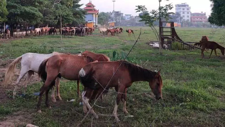 YFPHR: अधिकार समूह ने तीन टट्टुओं की मौत की ओर ध्यान आकर्षित किया