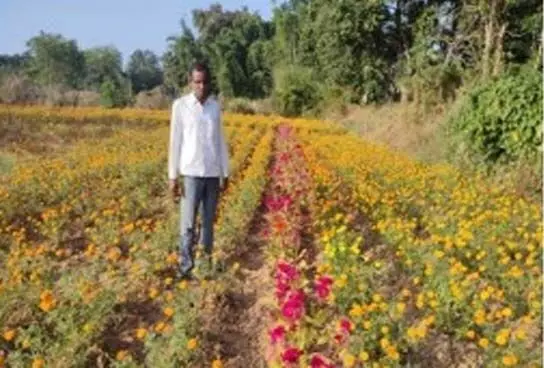 उद्यान विभाग की योजना का लाभ उठाकर जिले के किसान हो रहे सशक्त