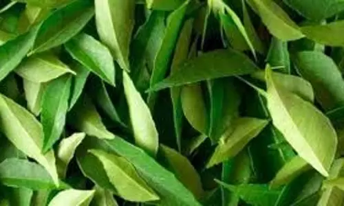 Hair tips:बालों की समस्या का समाधान करेगी ये मीठी नीम