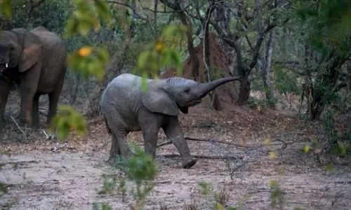 ग्लोबल वार्मिंग से अफ्रीकी वन्यजीव प्रभावित