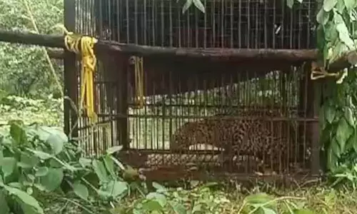 खून का प्यासा बना तेंदुआ पकड़ में आया, ग्रामीणों ने ली राहत की सांस खून का प्यासा बना तेंदुआ पकड़ में आया, ग्रामीणों ने ली राहत की सांस
