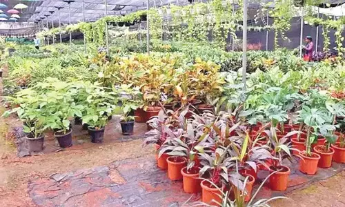 Andhra: अविभाजित अनंतपुर जिले में हरित आंदोलन जोर पकड़ रहा