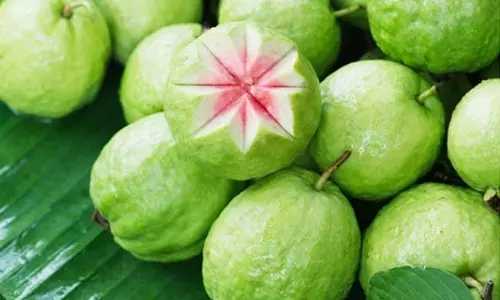 गुणों का खजाना है रसीला अमरूद गुणों का खजाना है रसीला अमरूद