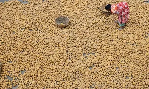 आलू मिशन को मिलेगा नया जीवन, Odisha सरकार ने बनाई नई योजना आलू मिशन को मिलेगा नया जीवन, Odisha सरकार ने बनाई नई योजना