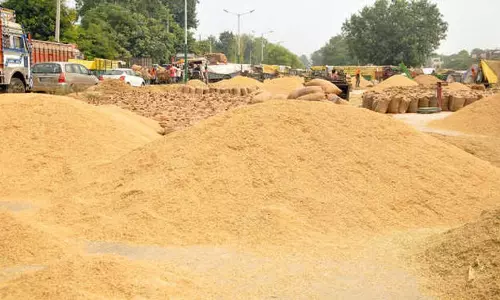 Punjab : रूपनगर में 2,840 मीट्रिक टन धान की खरीद