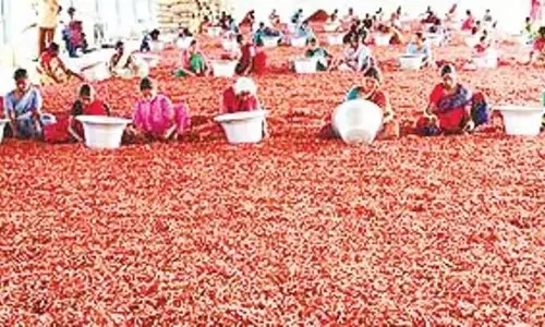 Andhra के गुंटूर में व्यापारियों ने मिर्च किसानों और बैंकों को ठगा Andhra के गुंटूर में व्यापारियों ने मिर्च किसानों और बैंकों को ठगा