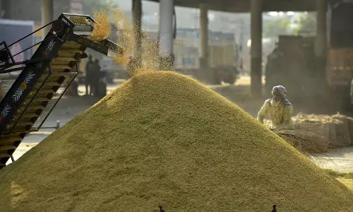 Punjab: जालंधर में धान का उठाव नहीं Punjab: जालंधर में धान का उठाव नहीं