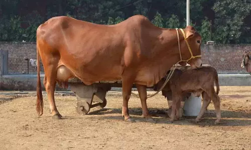 Himachal: प्राकृतिक खेती करने वाले किसानों को ‘देसी’ गाय खरीदने के लिए मिलेंगे 33,000 रुपये Himachal: प्राकृतिक खेती करने वाले किसानों को ‘देसी’ गाय खरीदने के लिए मिलेंगे 33,000 रुपये