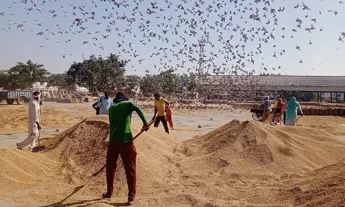 Haryana : सिरसा जिले में 2,795 मीट्रिक टन धान की खरीद