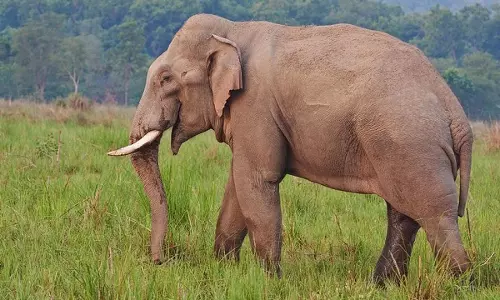 Odisha के कटक जिले में हाथी ने महिला को कुचलकर मार डाला