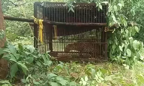 रिहायशी इलाके से रेस्क्यू के बाद तेंदुए की मौत