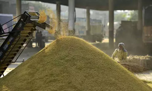 Jalandhar में धान का उठाव नहीं