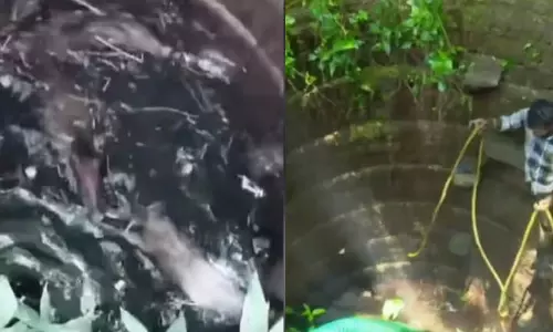 Palakkad: वन विभाग ने कुएं में गिरे जंगली सूअरों को गोली मारकर मार डाला Palakkad: वन विभाग ने कुएं में गिरे जंगली सूअरों को गोली मारकर मार डाला