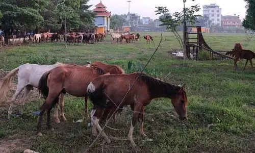 YFPHR: अधिकार समूह ने तीन टट्टुओं की मौत की ओर ध्यान आकर्षित किया YFPHR: अधिकार समूह ने तीन टट्टुओं की मौत की ओर ध्यान आकर्षित किया