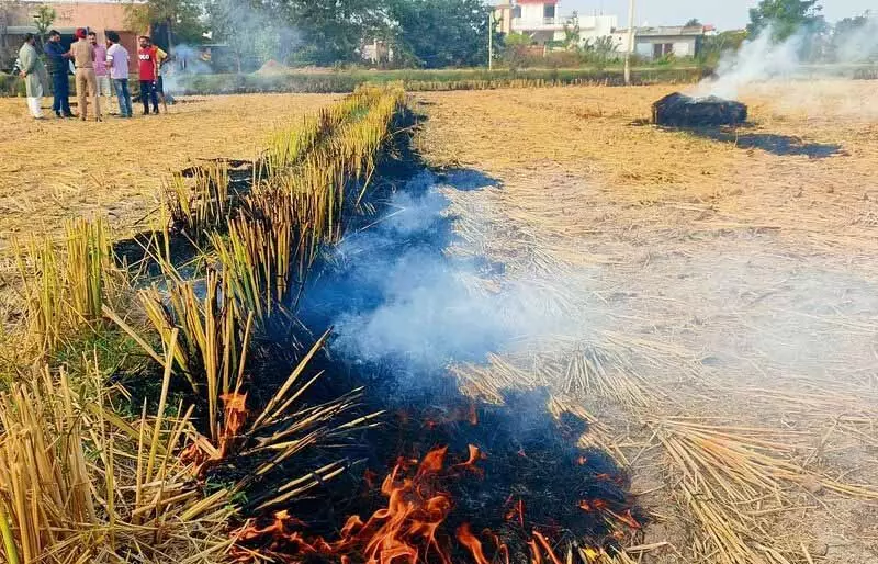 Punjab: नवंबर में शुरू,गेहूं की बुवाई, पराली जलाने के मामले बढ़ने की संभावना