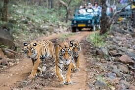 Haldwani: कॉर्बेट टाइगर रिजर्व एक नया टाइगर सफारी जोन को शुरू करने की तैयारी