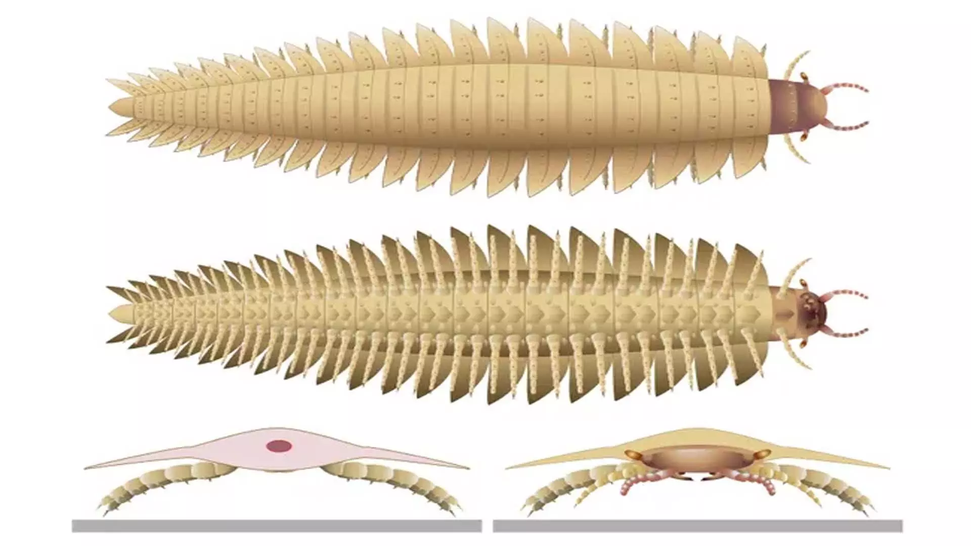 Car के आकार के मिलीपीड के पहले कभी न देखे गए सिर ने सुलझाया रहस्य
