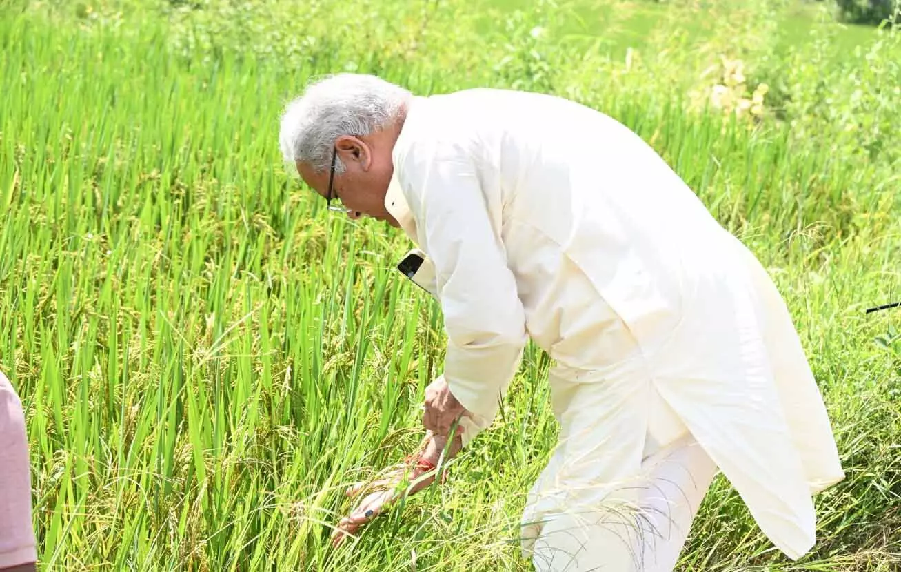 कुरुदडीह खेत पहुंचे भूपेश बघेल