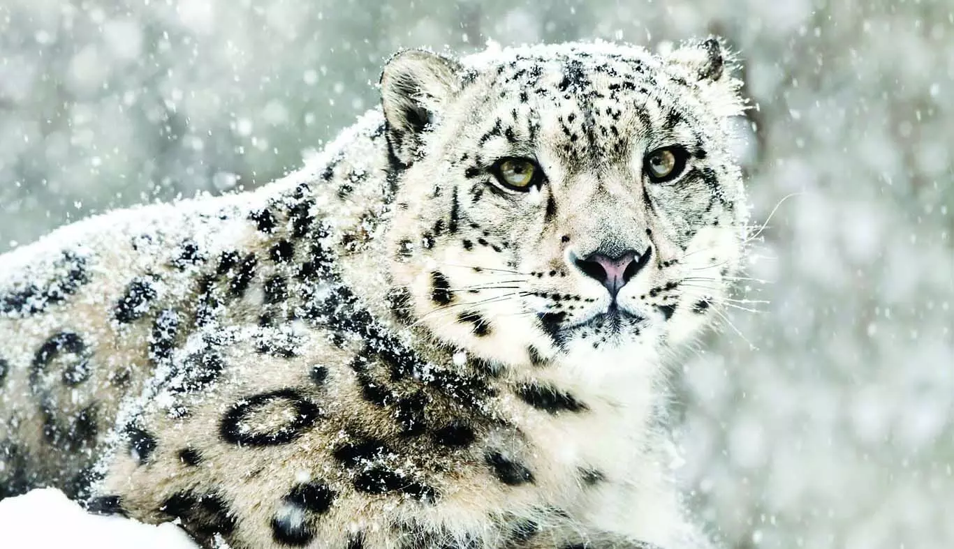 Snow Leopard: हिमाचल में पांच साल से नहीं हुई बर्फानी तेंदुए की गिनती